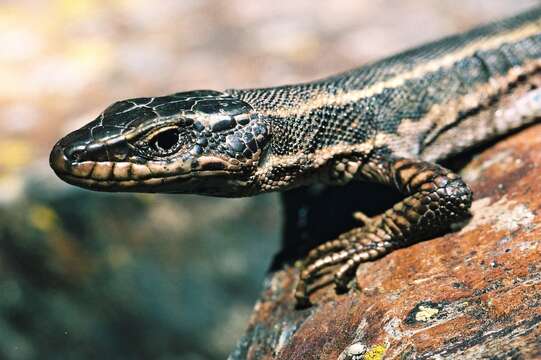 Image of Aran rock lizard