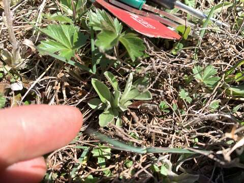 Imagem de Antennaria howellii subsp. neodioica (Greene) R. J. Bayer