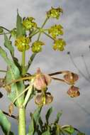 Image of Asclepias dregeana Schltr.