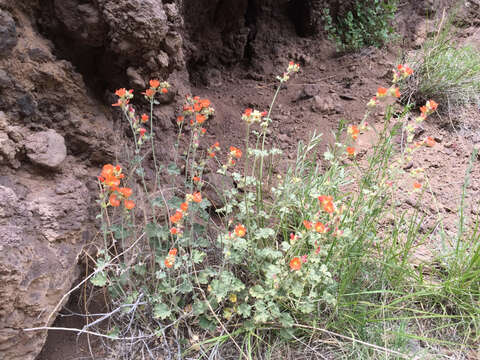 Imagem de Sphaeralcea parvifolia A. Nels.