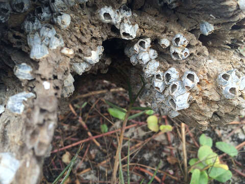 Image of Ivory barnacle