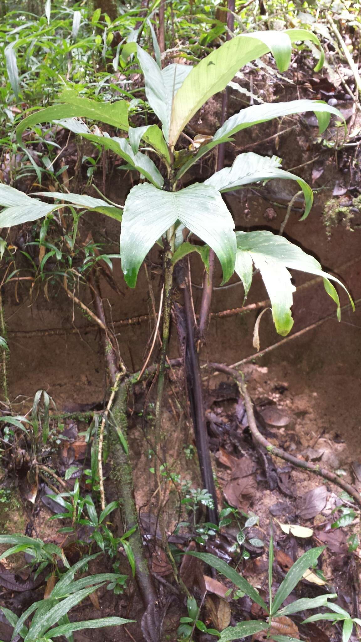 Image of Dypsis catatiana (Baill.) Beentje & J. Dransf.