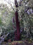 Sivun Arctostaphylos virgata Eastw. kuva