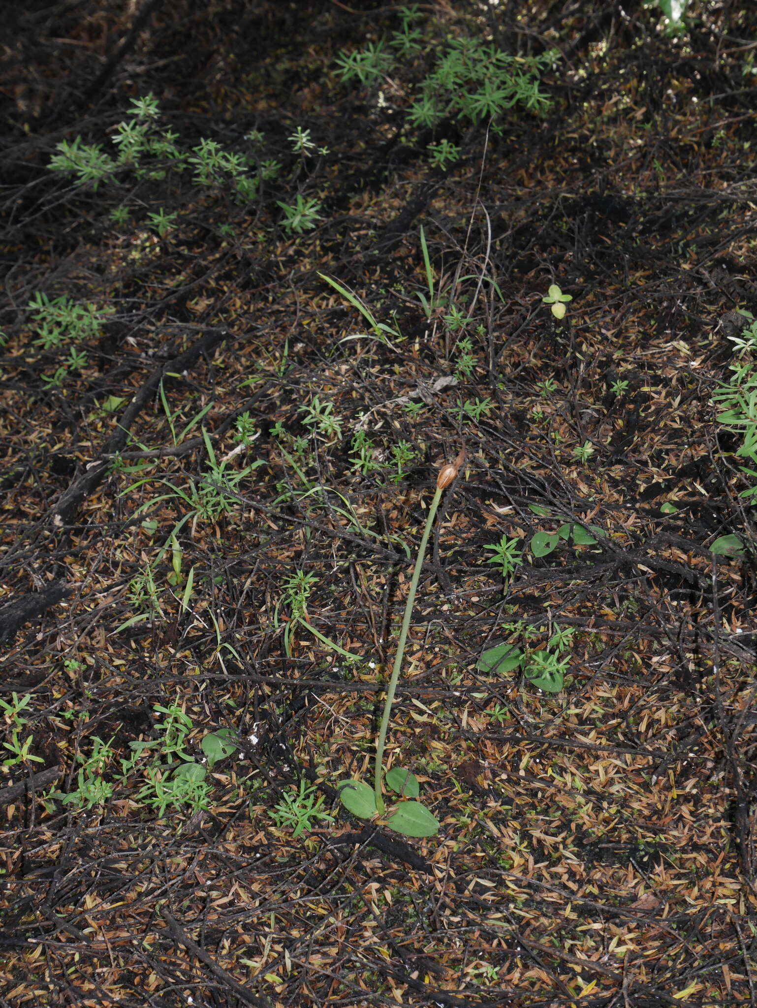 Imagem de Chiloglottis cornuta Hook. fil.