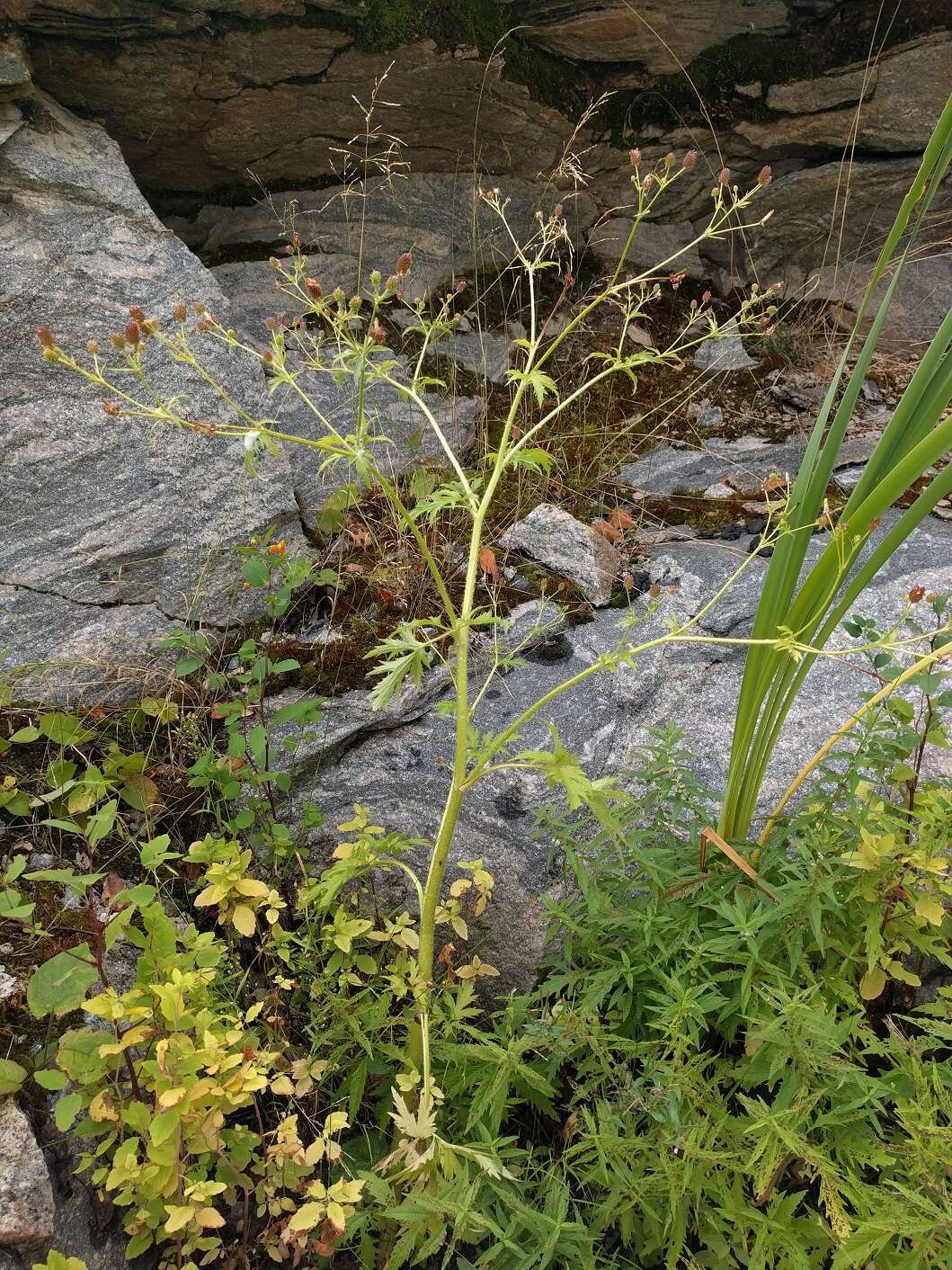 Imagem de Ranunculus pensylvanicus L. fil.