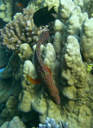 Image of Coral Hind