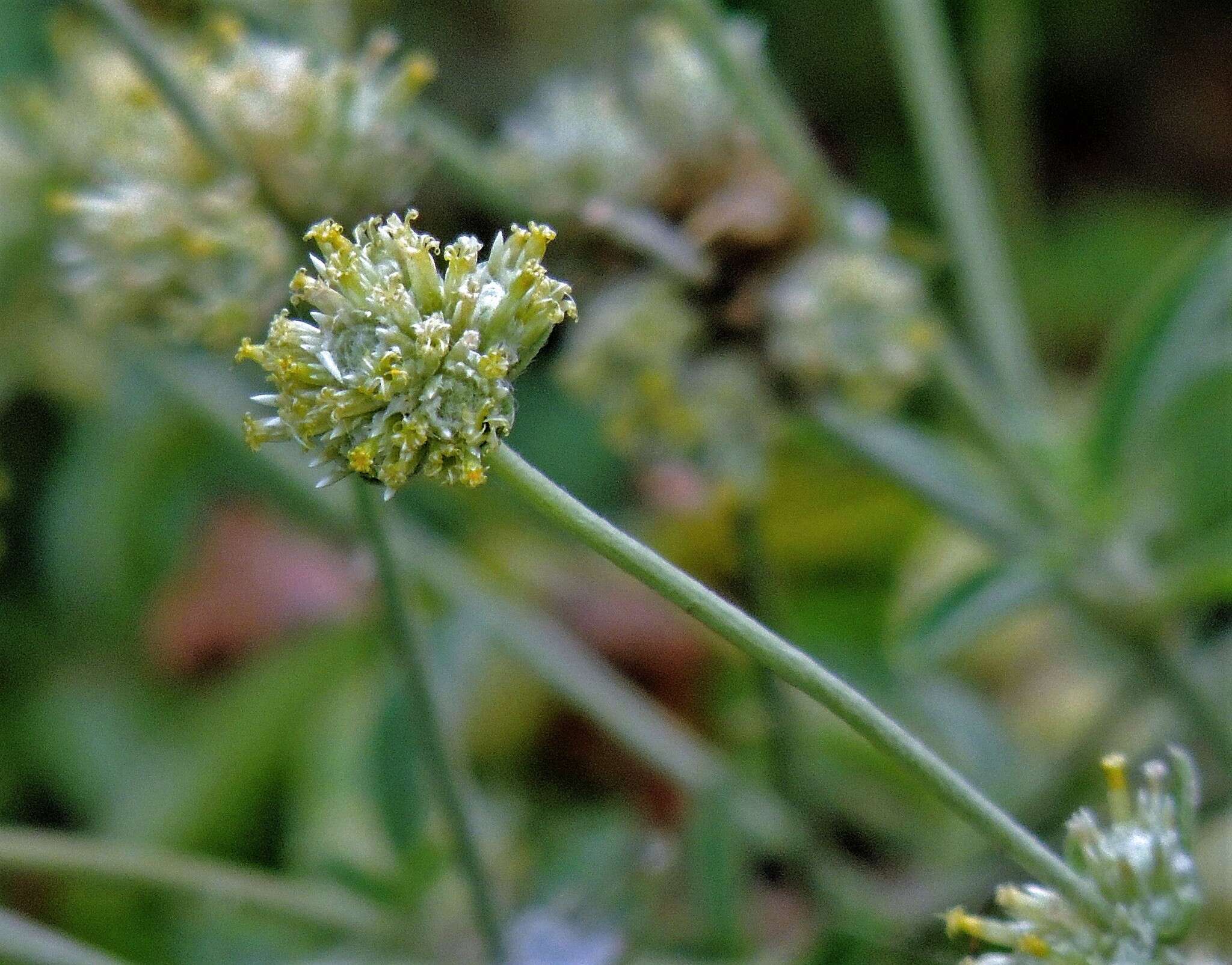 Image of Gomphrena perennis L.