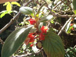 Image of Glossoloma ichthyoderma (Hanst.) J. L. Clark