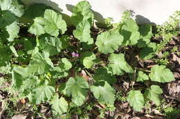 Image of Erodium malacoides subsp. malacoides