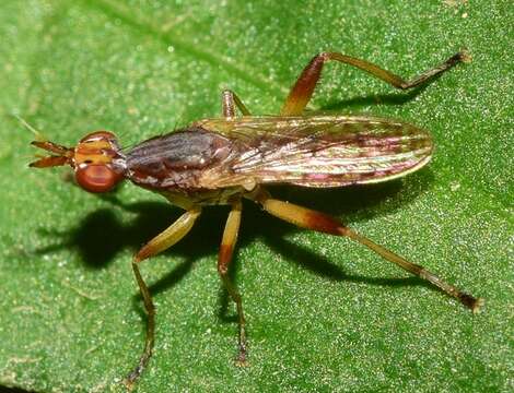 Image of Dichetophora obliterata (Fabricius 1805)