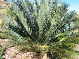 Image of Karoo cycad