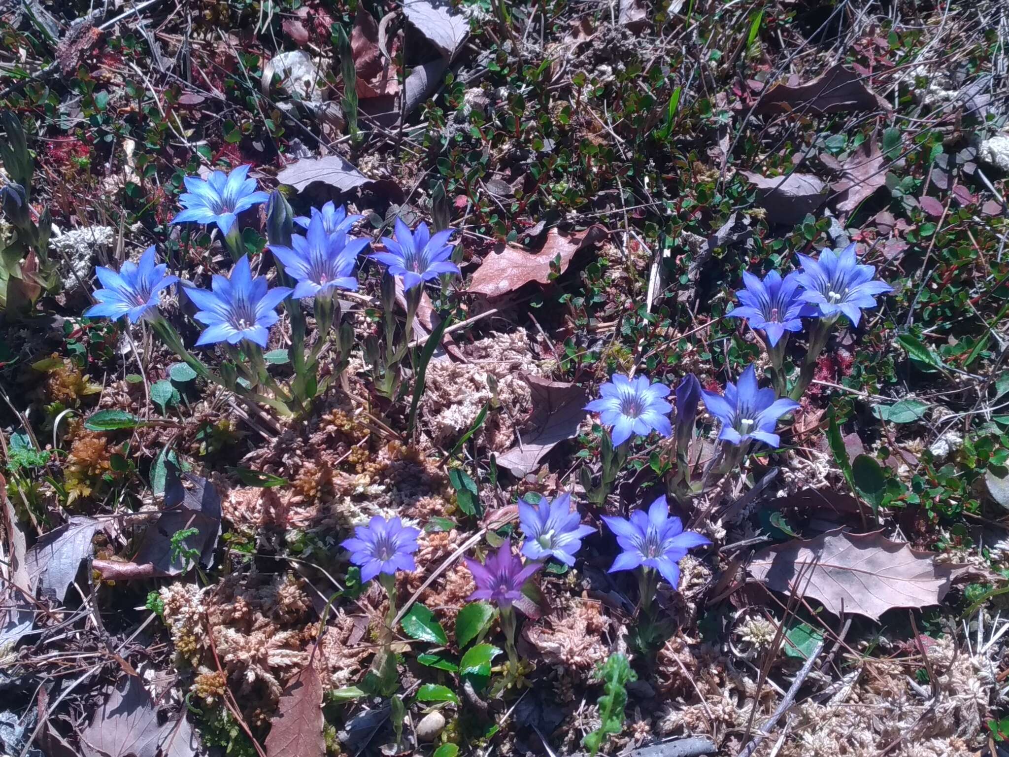 صورة Gentiana thunbergii var. thunbergii