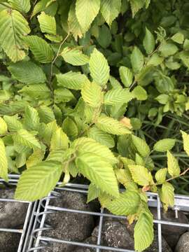 Image of Carpinus laxiflora (Siebold & Zucc.) Blume