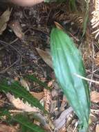 Image of Chrysoglossum ornatum Blume