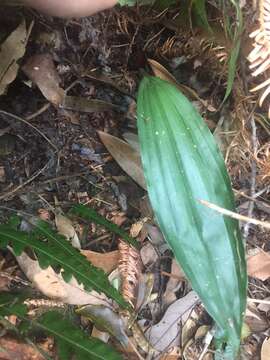 Imagem de Chrysoglossum ornatum Blume