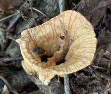 Image of Cymatoderma caperatum (Berk. & Mont.) D. A. Reid 1956