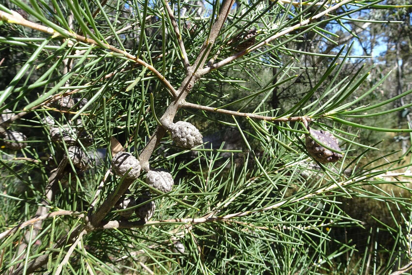 Image of Hakea lissosperma R. Br.