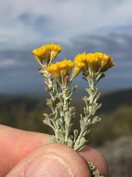 Image de Pentzia dentata (L.) Kuntze