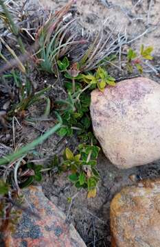 Blepharis integrifolia (L. fil.) E. Mey. & Drege resmi