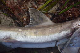 Image of Common Smoothhound