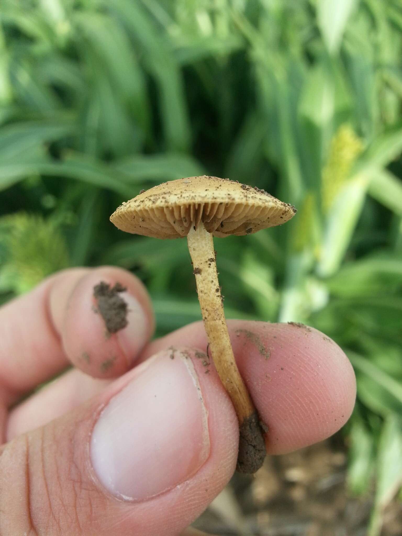 Image of Agrocybe pediades (Fr.) Fayod 1889