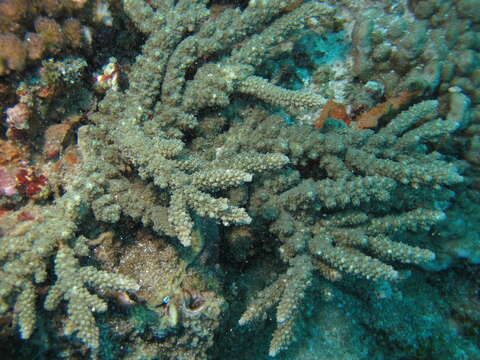 Image of Staghorn coral