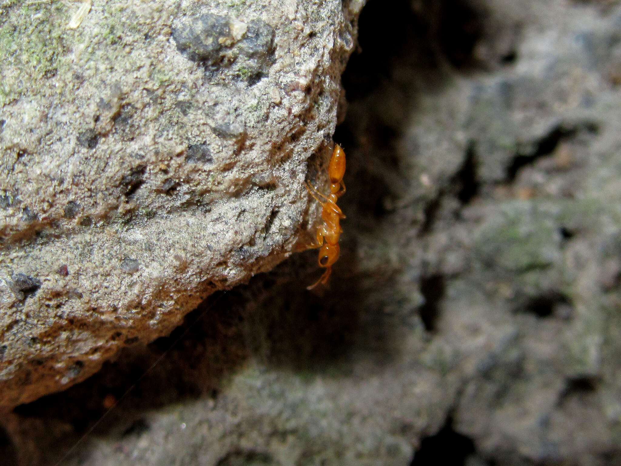 Image of Pseudomyrmex pallidus (Smith 1855)