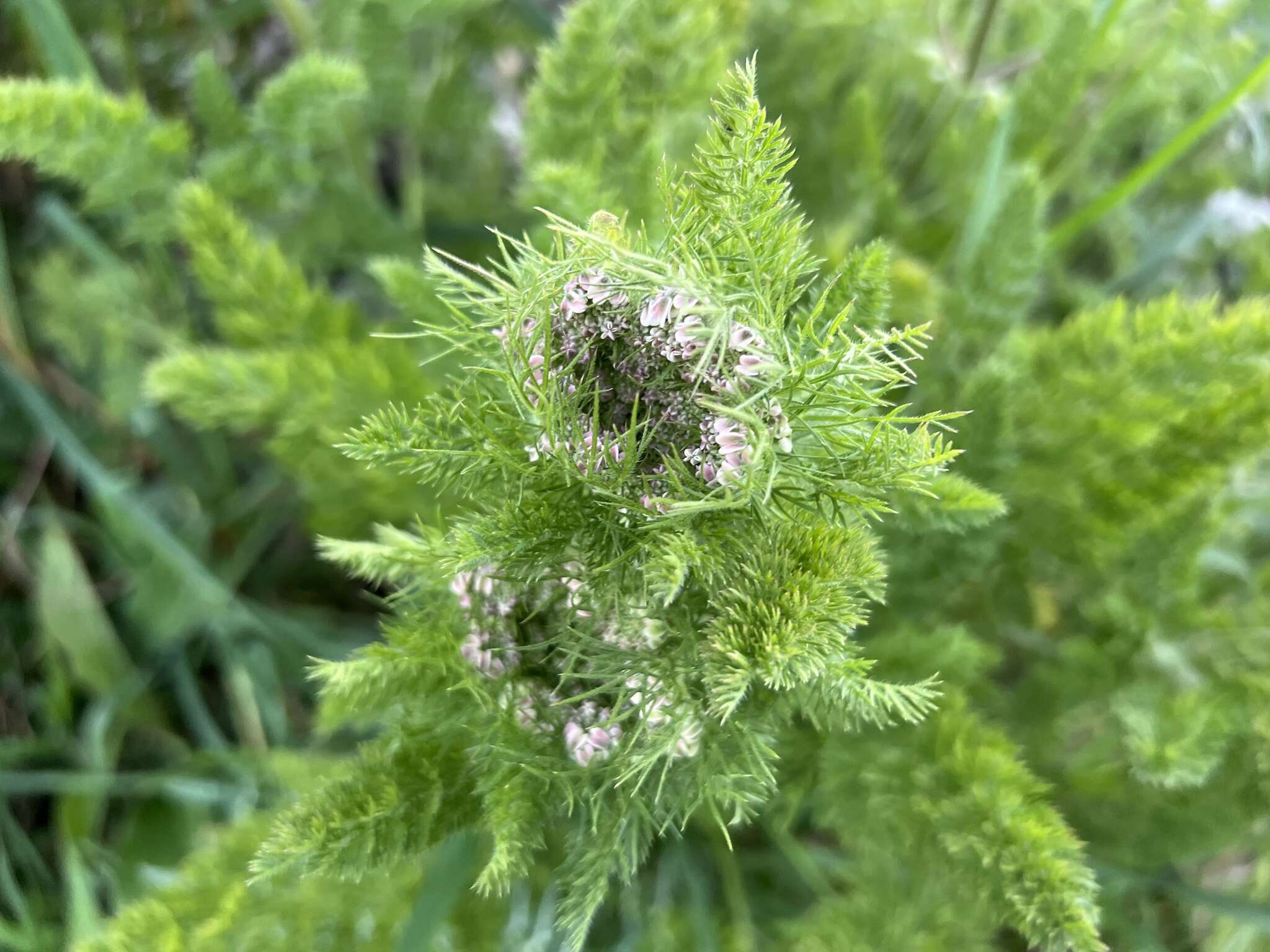 Image of Daucus muricatus (L.) L.