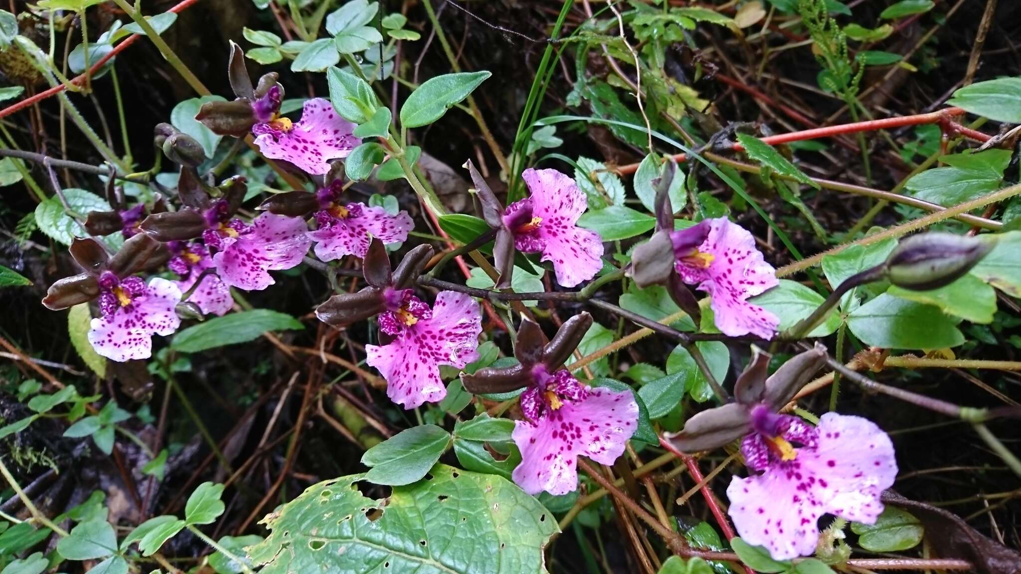 Image of Caucaea olivacea (Kunth) N. H. Williams & M. W. Chase