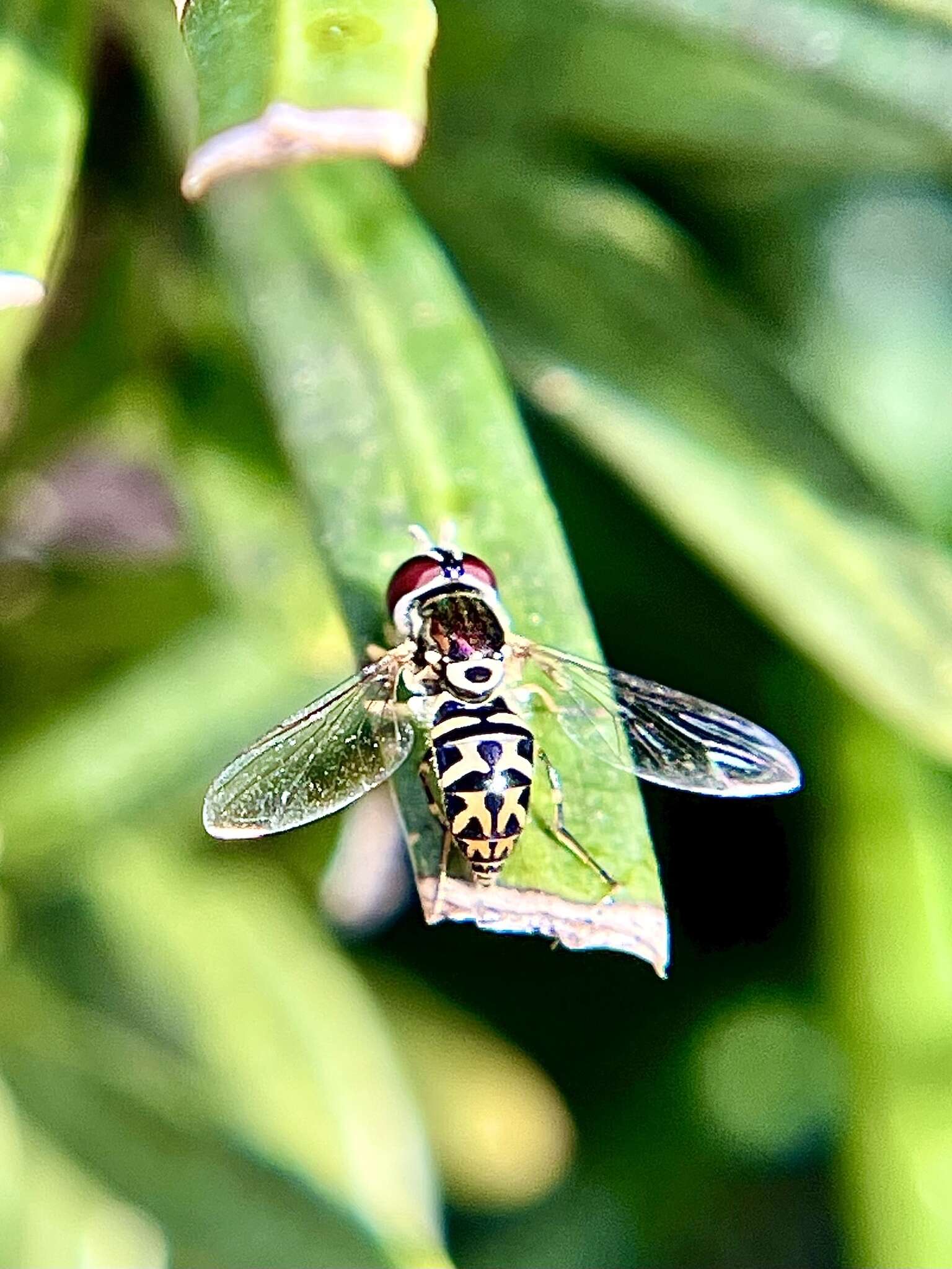 Image of Syrphid fly