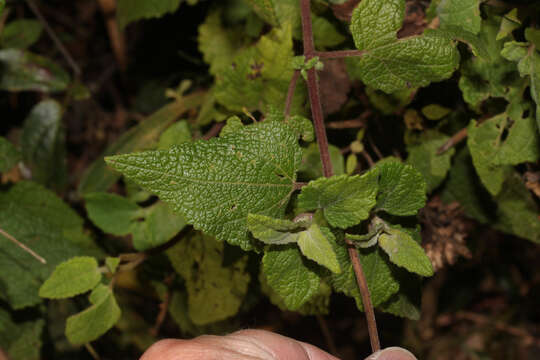 Image of Aristeguietia lamiifolia (Kunth) R. King & H. Rob.