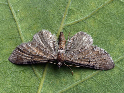 Eupithecia denotata resmi