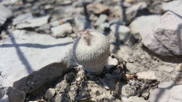 Image of <i>Epithelantha ilariae</i>