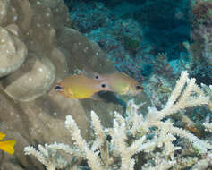 Image of Brassy cardinalfish