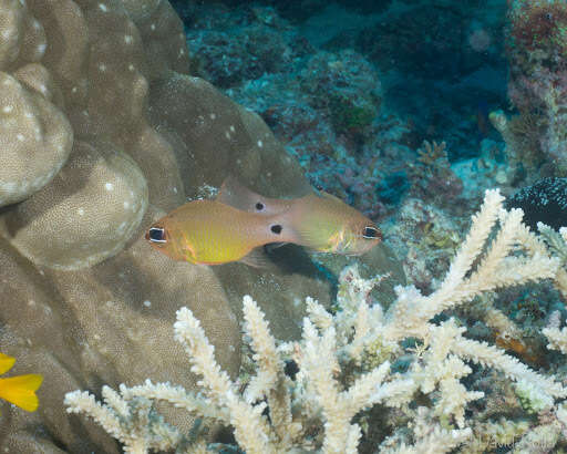 Image of Brassy cardinalfish