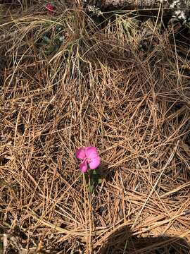 Image of Oenothera deserticola (Loes.) Munz