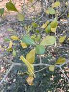 Image of Gardenia saxatilis Geddes