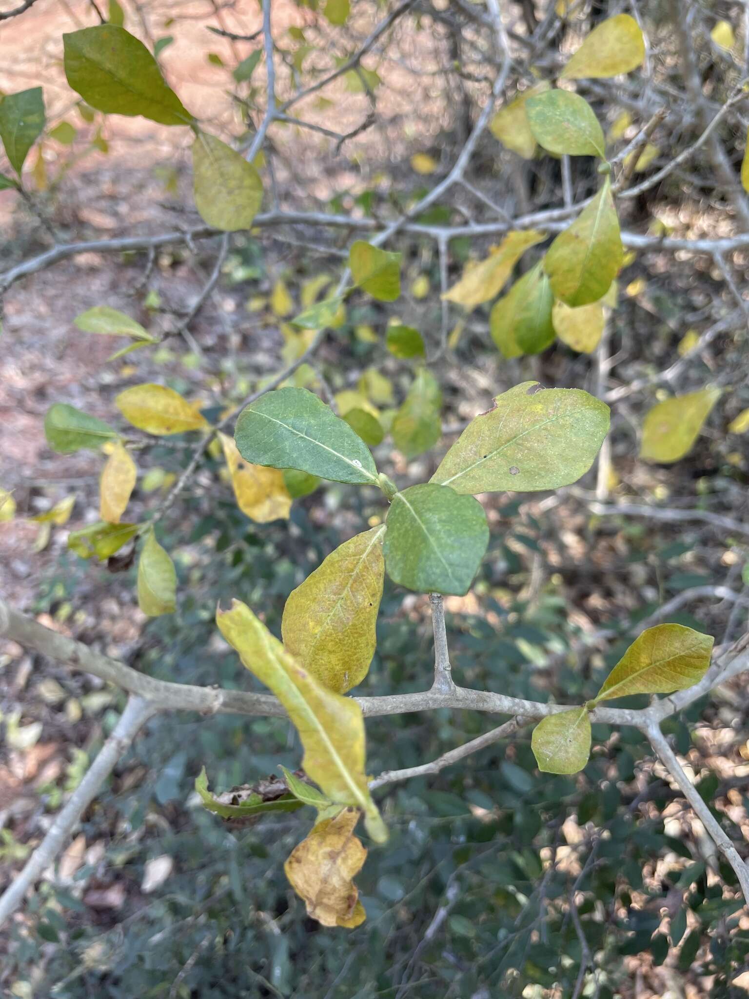 Image of Gardenia saxatilis Geddes