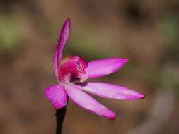 Image of Ornate pink fingers