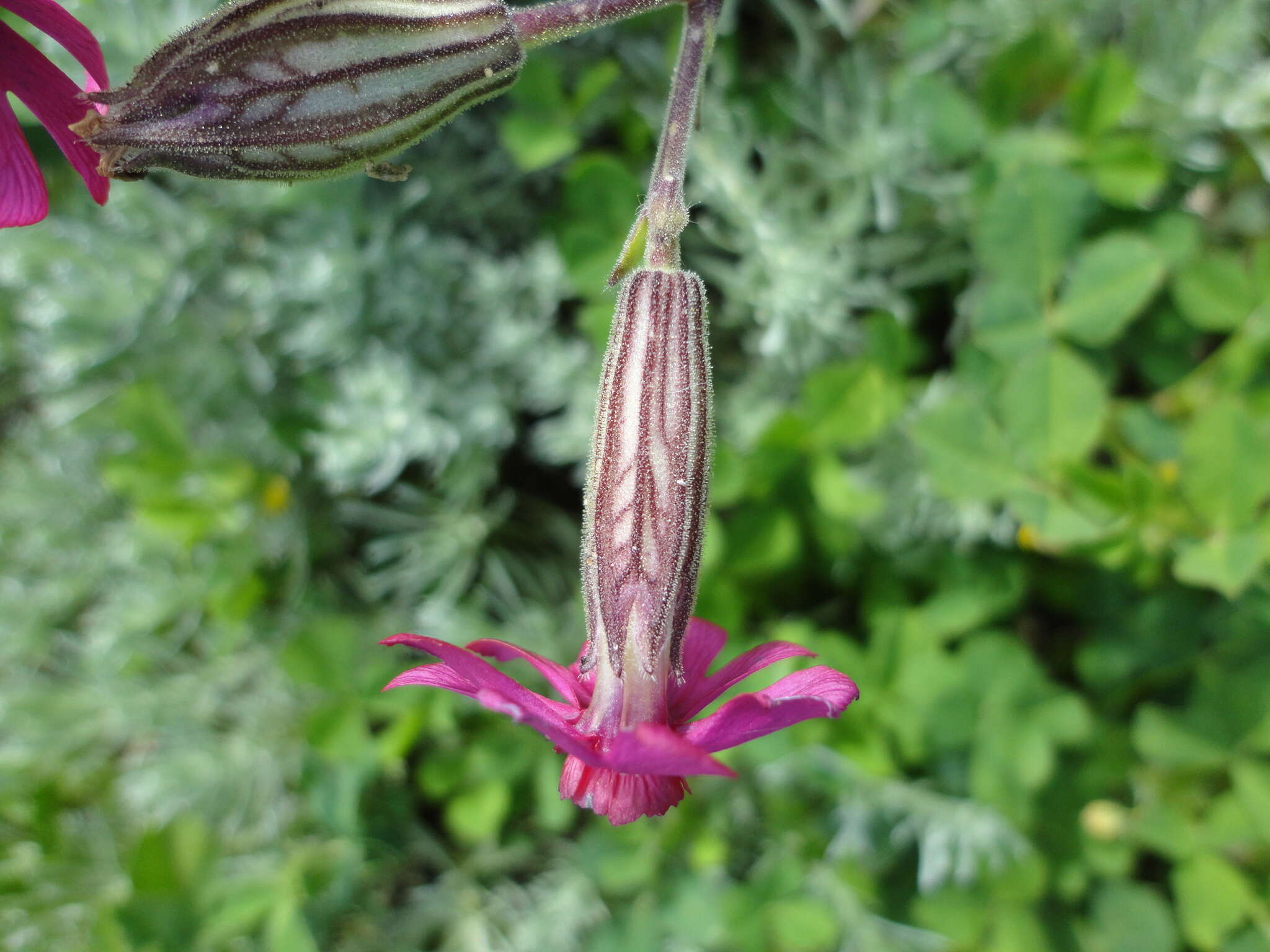 Plancia ëd Silene ornata Ait.