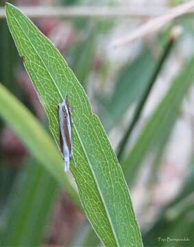 Image of Mesocrambus