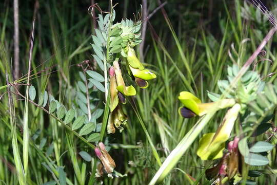 Imagem de Vicia melanops Sibth. & Sm.