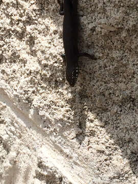 Image of Great Plains skink