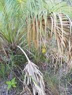 Image of terrestrial cowhorn orchid