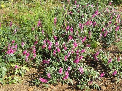 Image of Indigofera auricoma E. Mey.