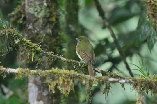 Plancia ëd Rhynchocyclus fulvipectus (Sclater & PL 1860)