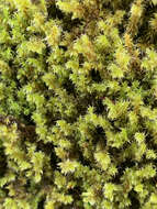 Image of elongate racomitrium moss