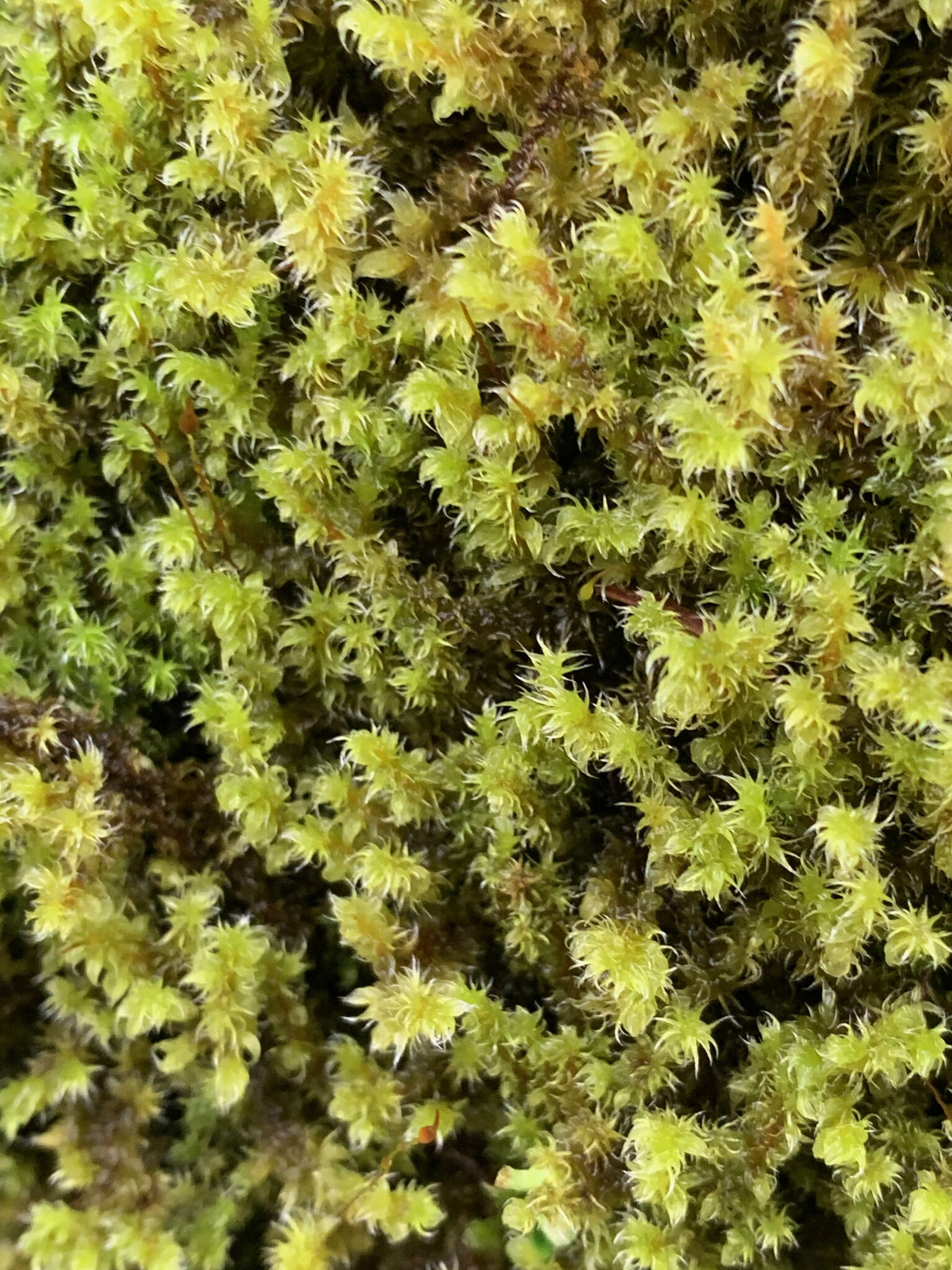 Image of elongate racomitrium moss