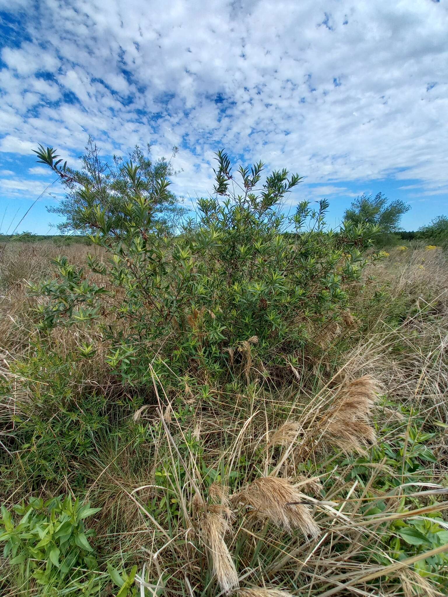 Image of Baccharis punctulata DC.