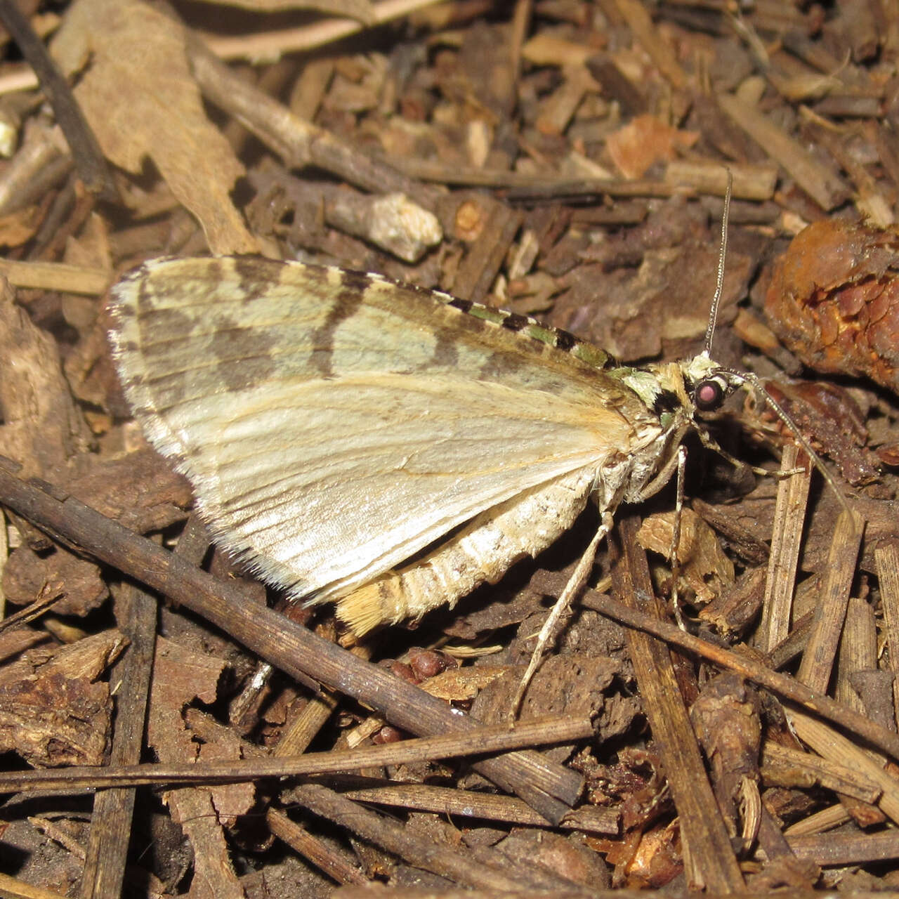 Image of Hydriomena magnificata Taylor 1906